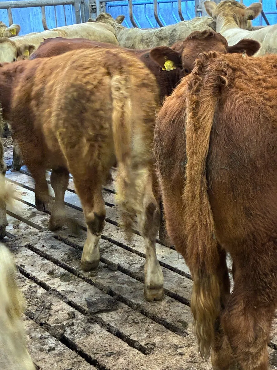 22 SUPER QUALITY CH/LMX  BULL WEANLINGS 320KG - Image 2