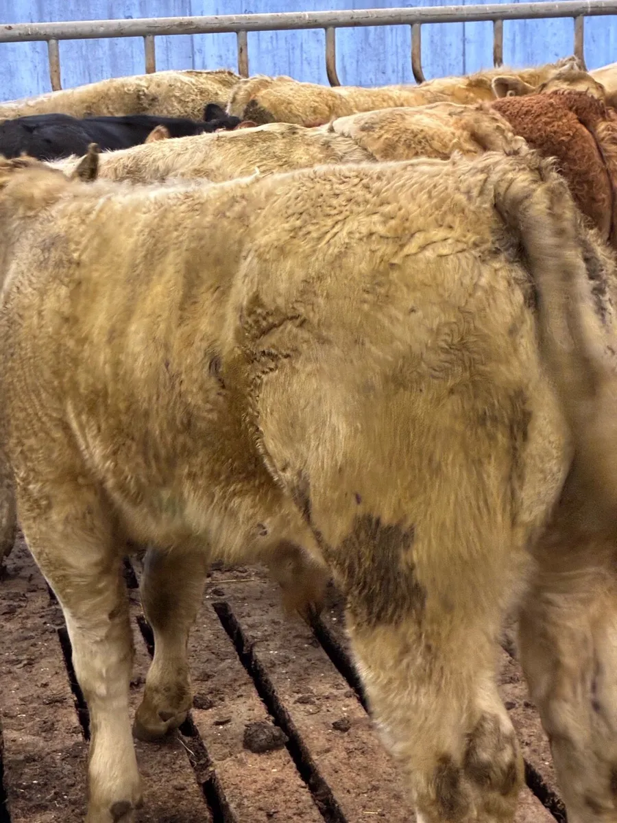 22 SUPER QUALITY CH/LMX  BULL WEANLINGS 320KG - Image 4
