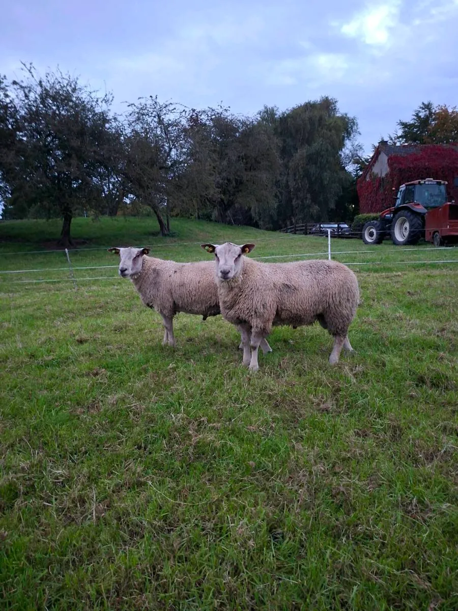 Charollais Ram Lambs for Sale - Image 2