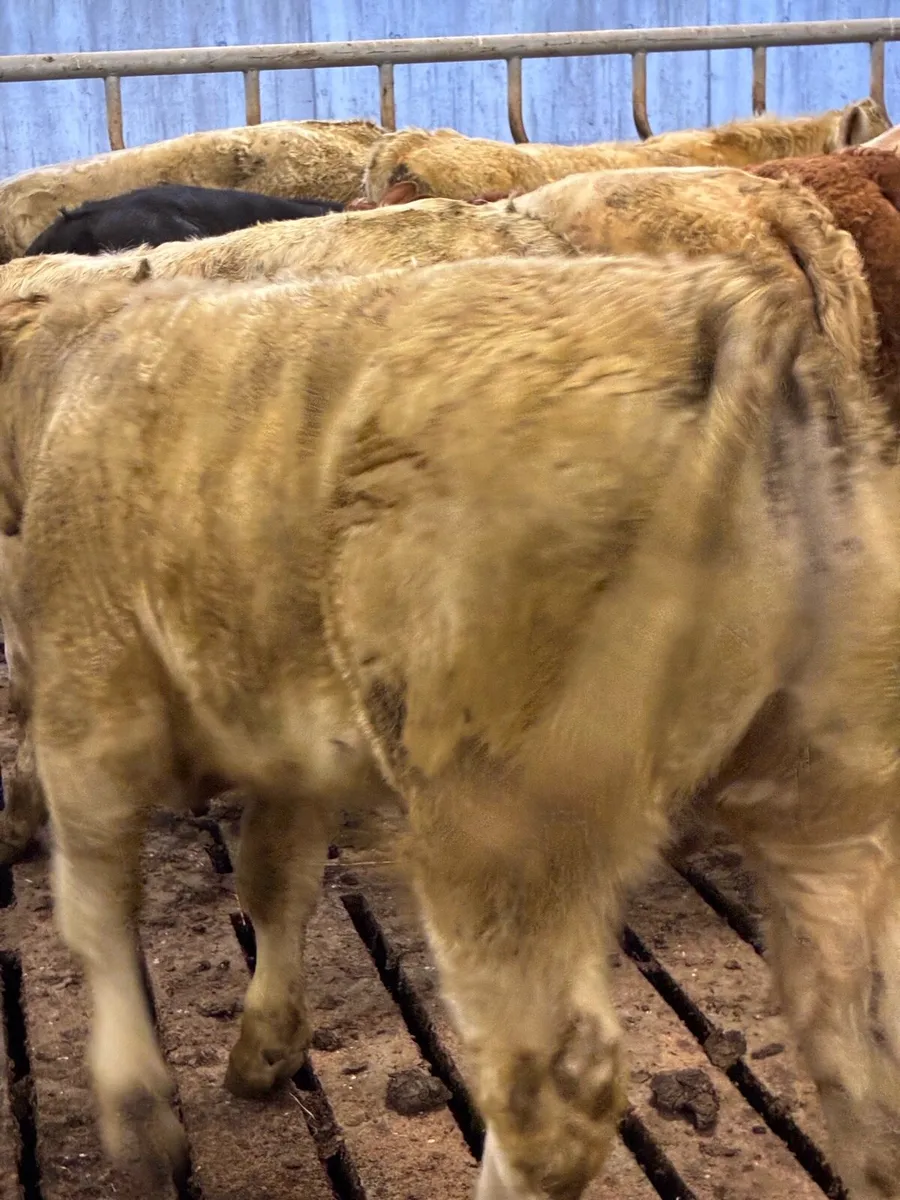 22 SUPER QUALITY CH/LMX  BULL WEANLINGS 320KG - Image 3