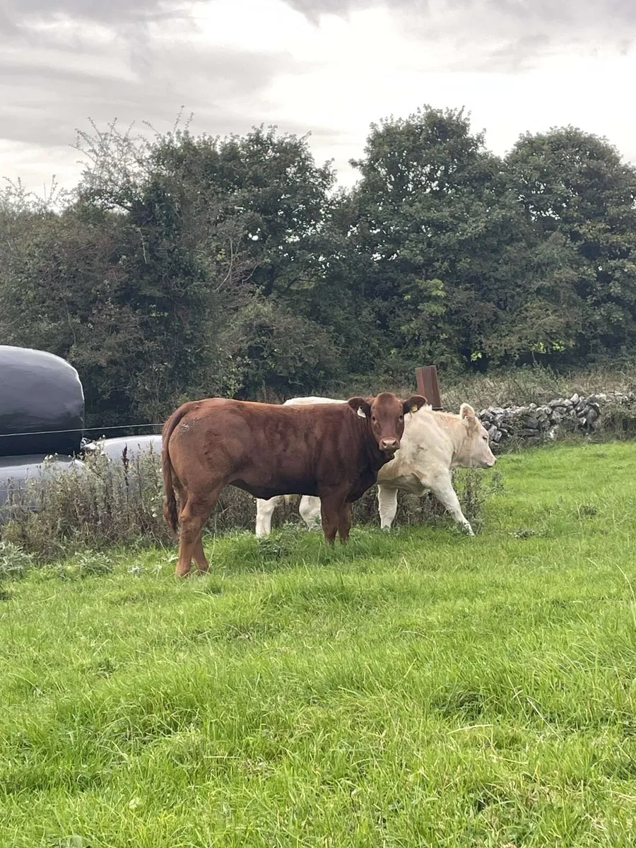 Show calf’s for sale - Image 1