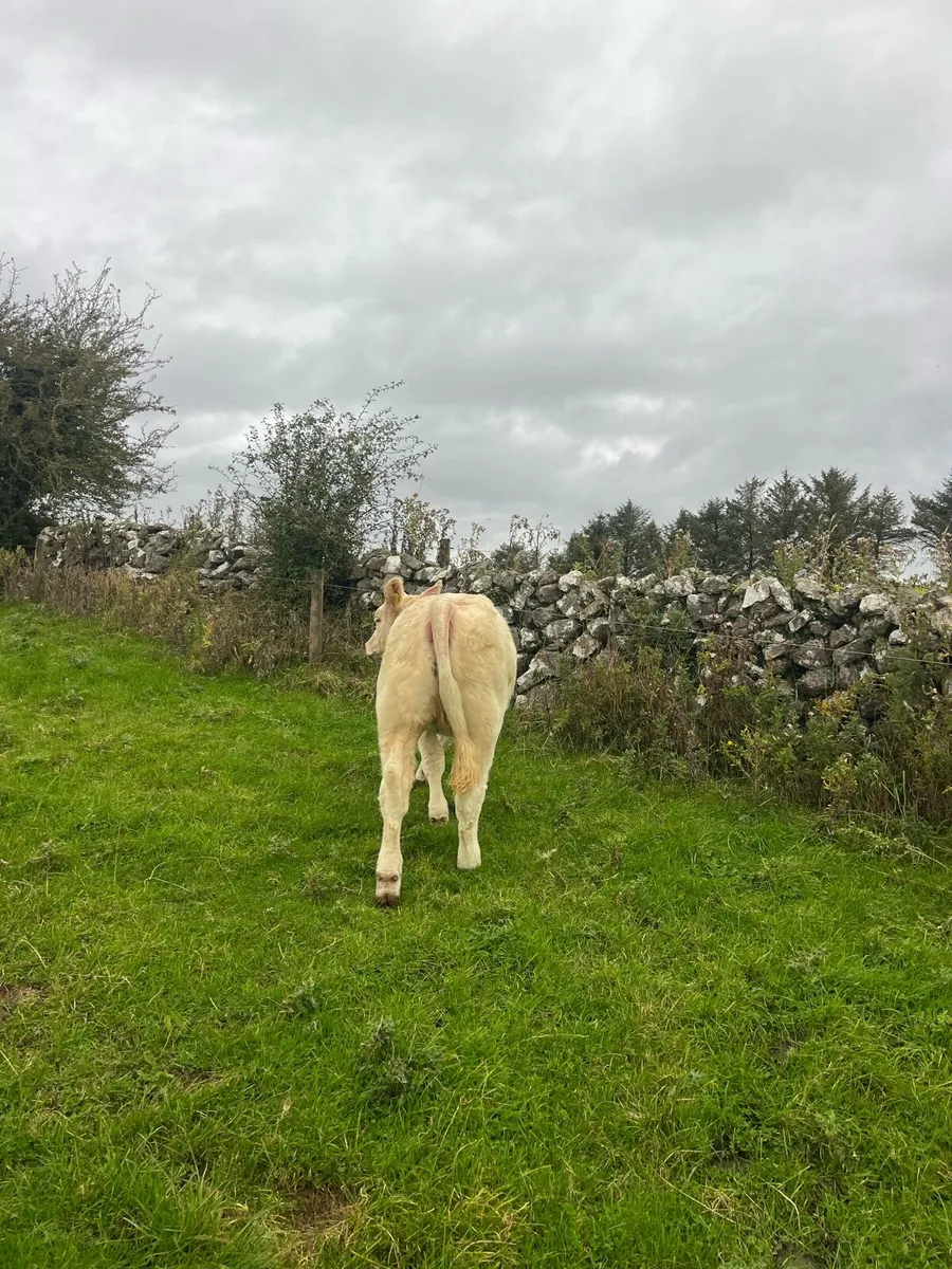 Show calf’s for sale - Image 2