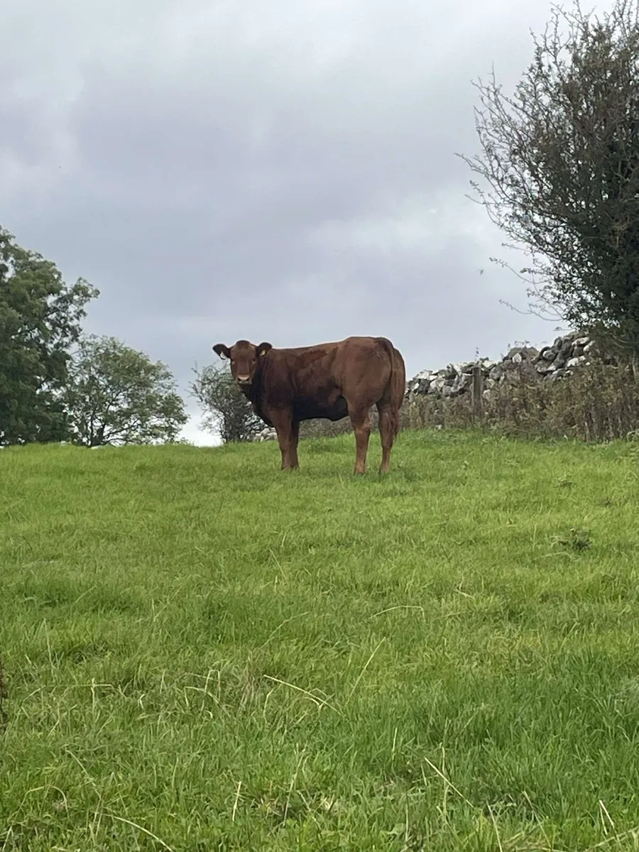 Show calf’s for sale - Image 4