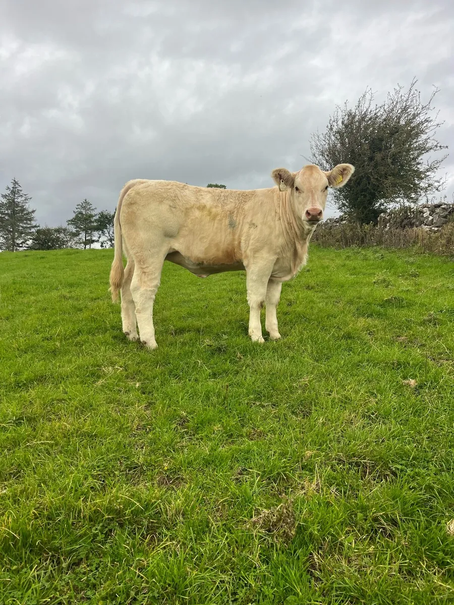 Show calf’s for sale - Image 3