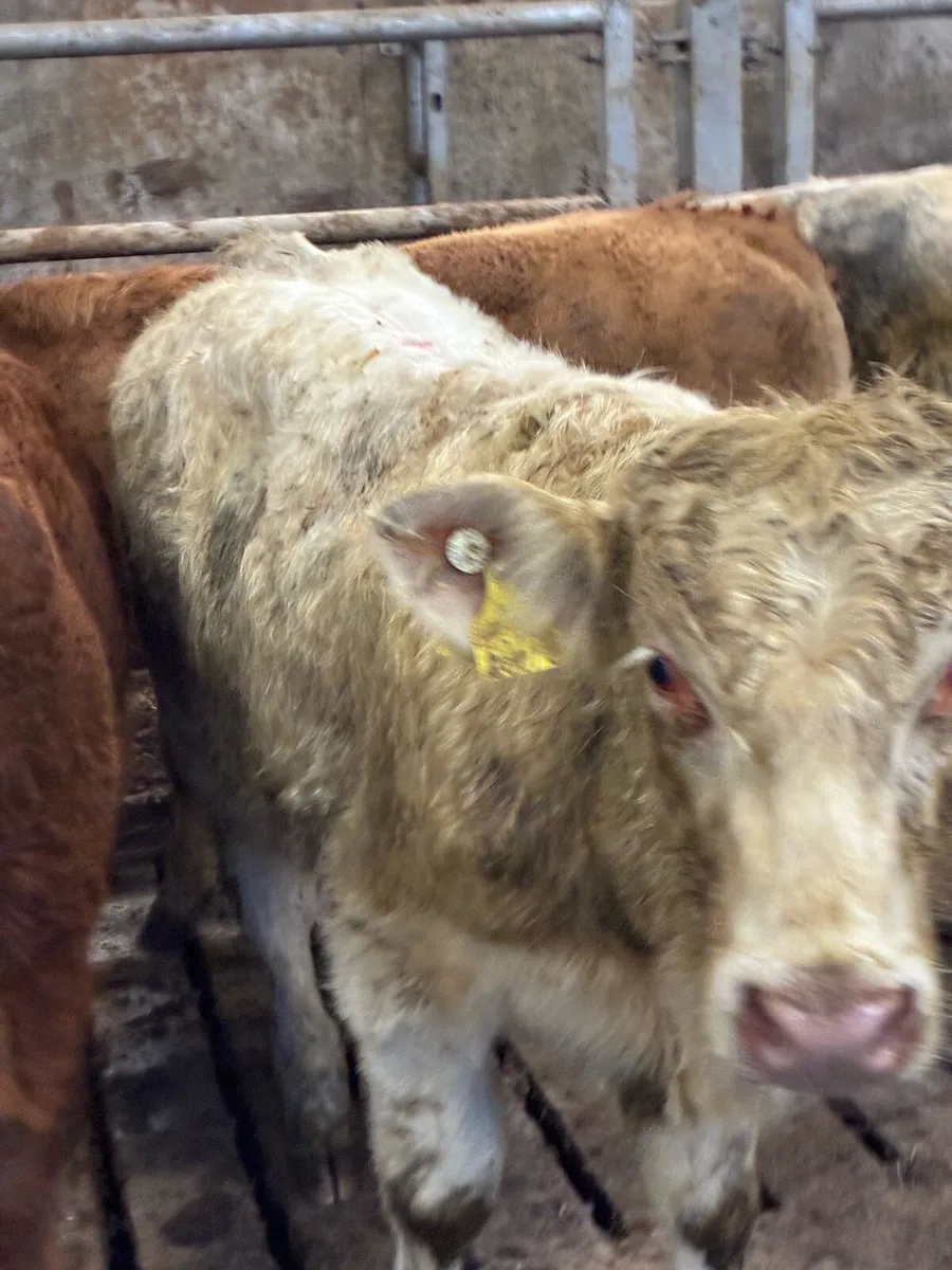 20 SUPER QUALITY CH/LMX  BULL WEANLINGS 320KG - Image 1