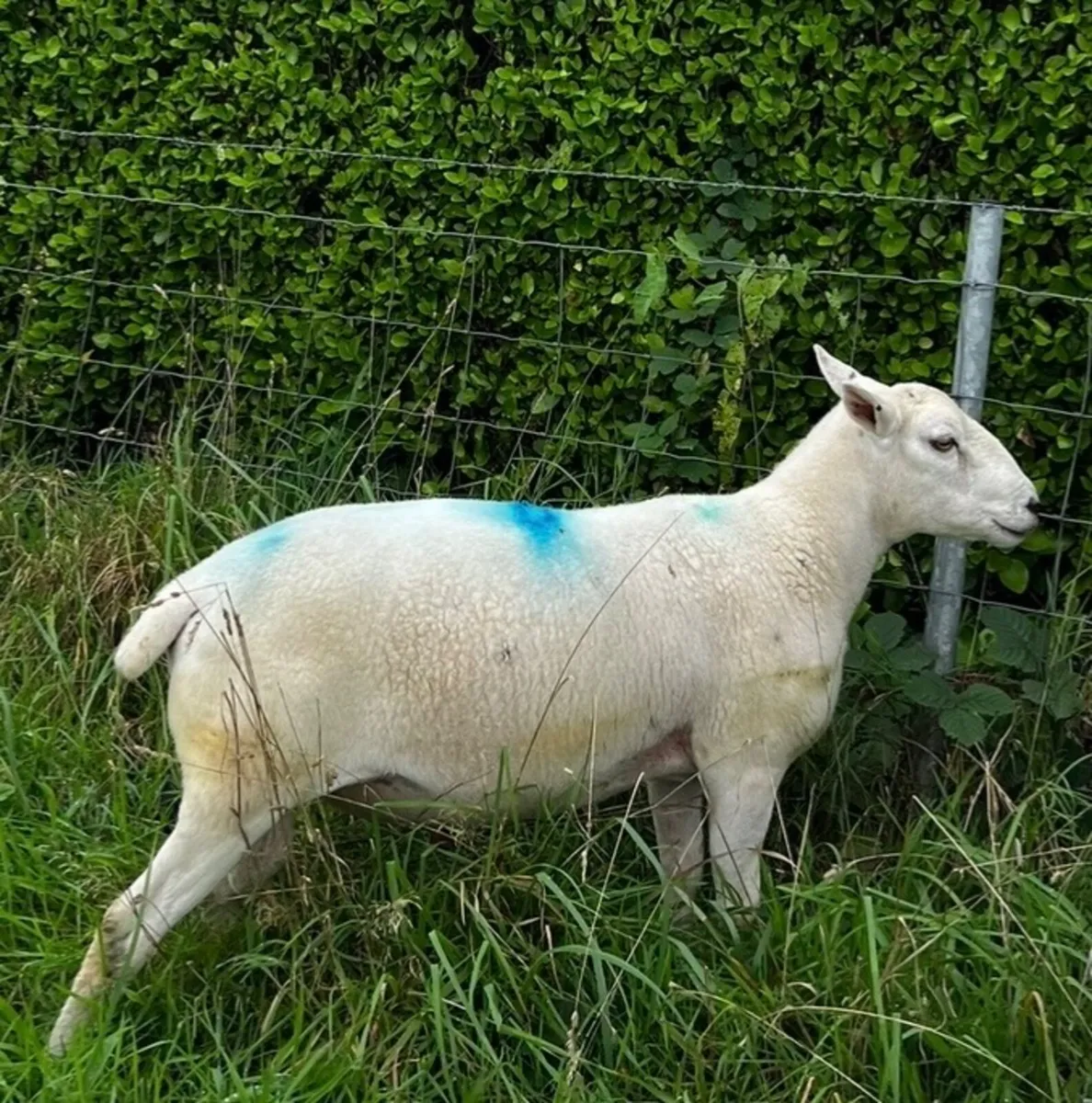 Easy Care Hogget Ram For Sale - Image 3
