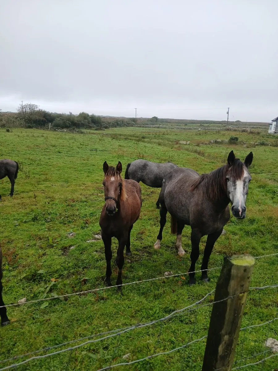 Filly foal - Image 1