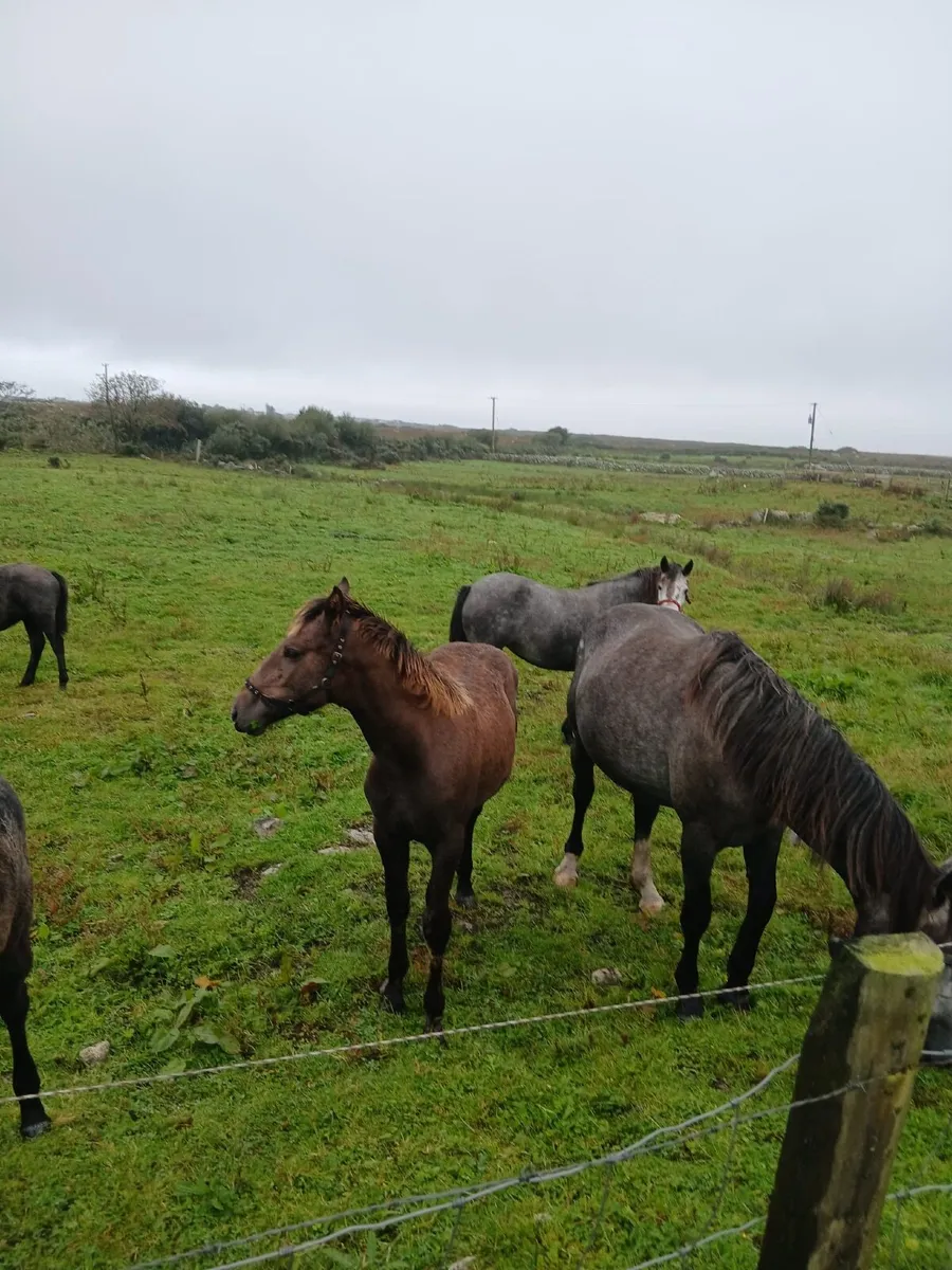 Filly foal - Image 2