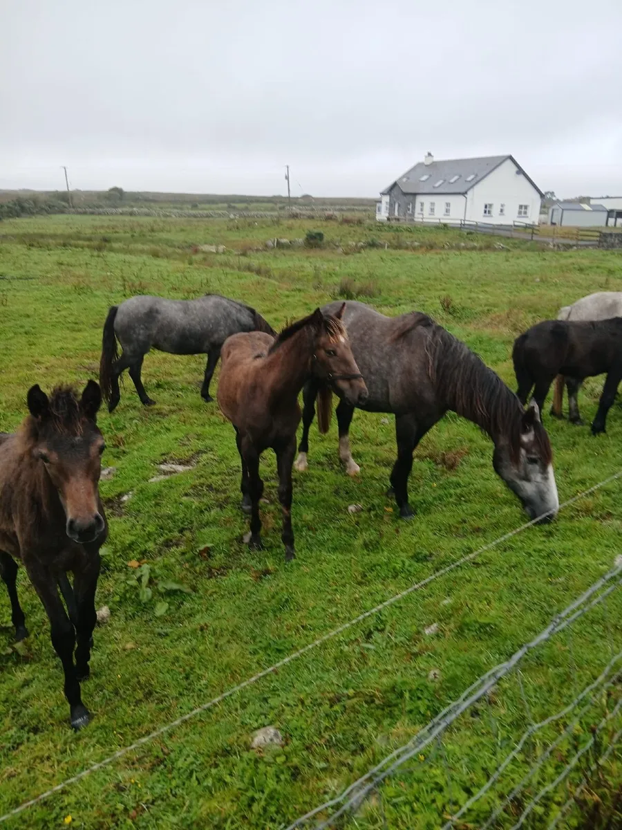Filly foal - Image 3
