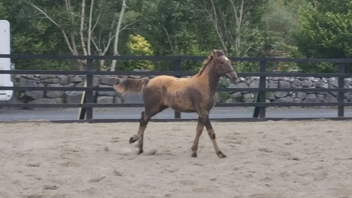 Filly foal - Image 4