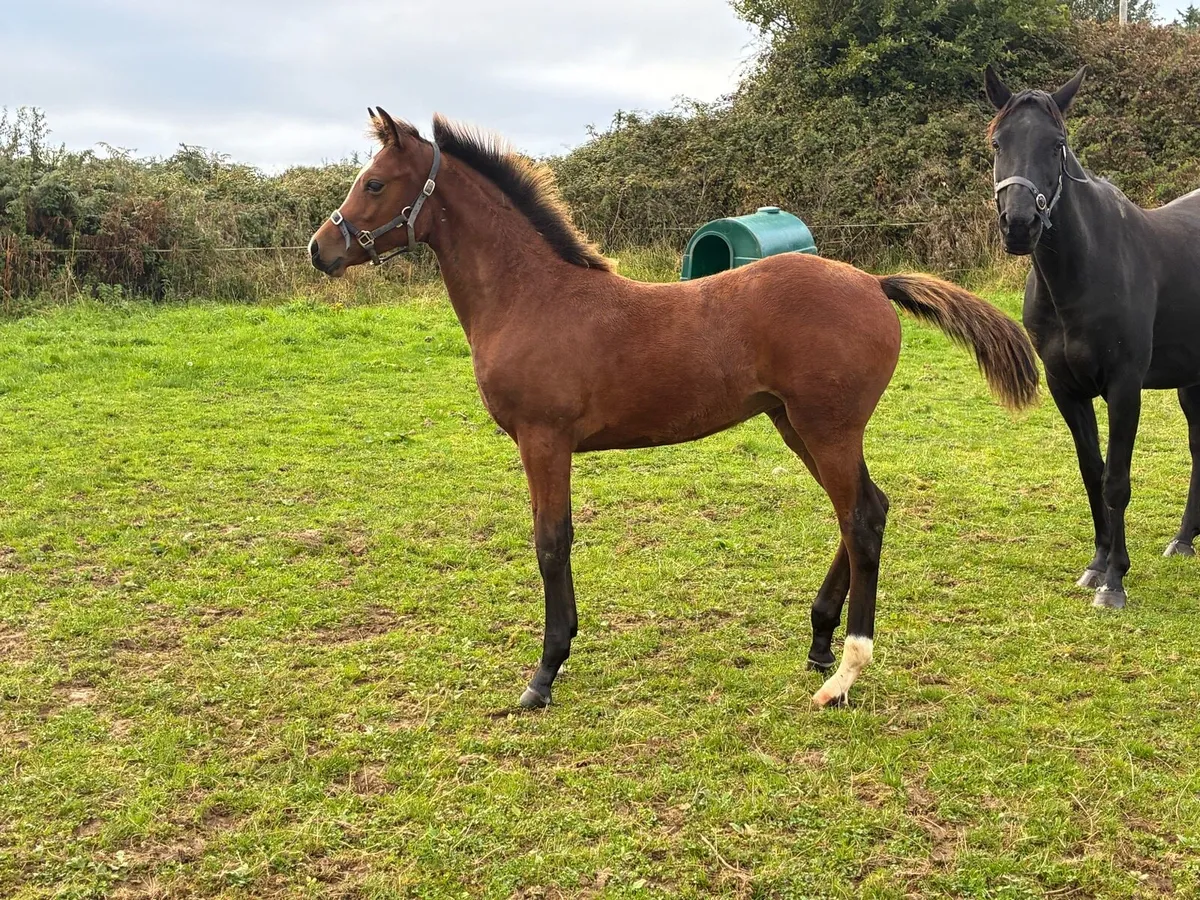 Castlecomer Q x Colin Diamond filly - Image 2