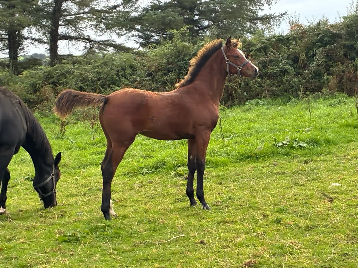 Castlecomer Q x Colin Diamond filly - Image 3