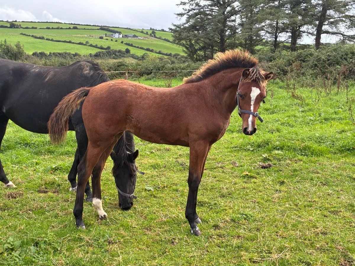 Castlecomer Q x Colin Diamond filly - Image 1