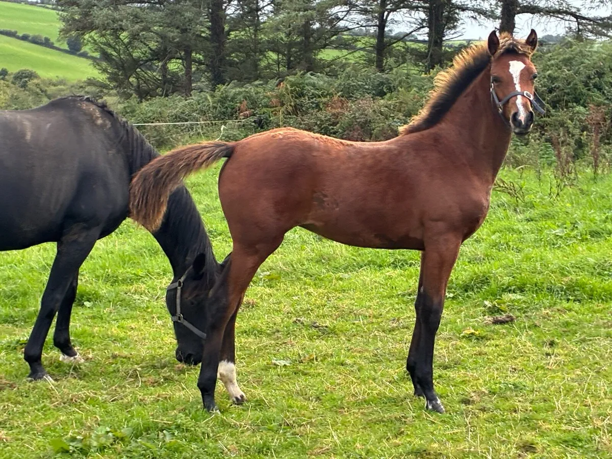 Castlecomer Q x Colin Diamond filly - Image 4