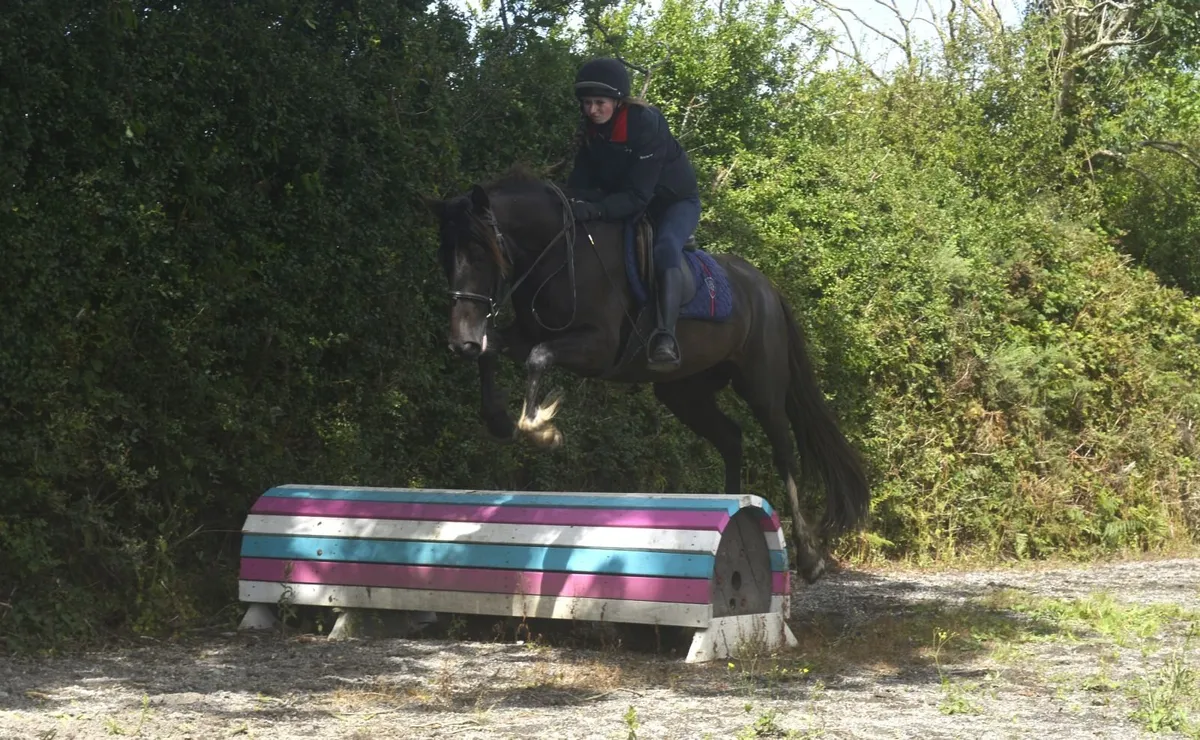 Lovely Black Mare - Image 2