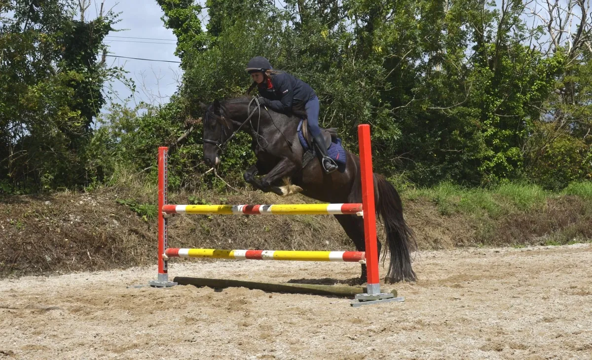 Lovely Black Mare - Image 1