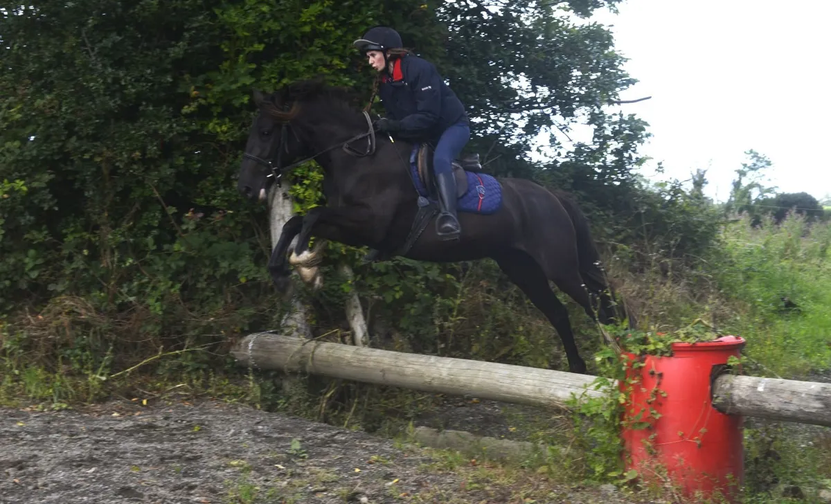 Lovely Black Mare - Image 3