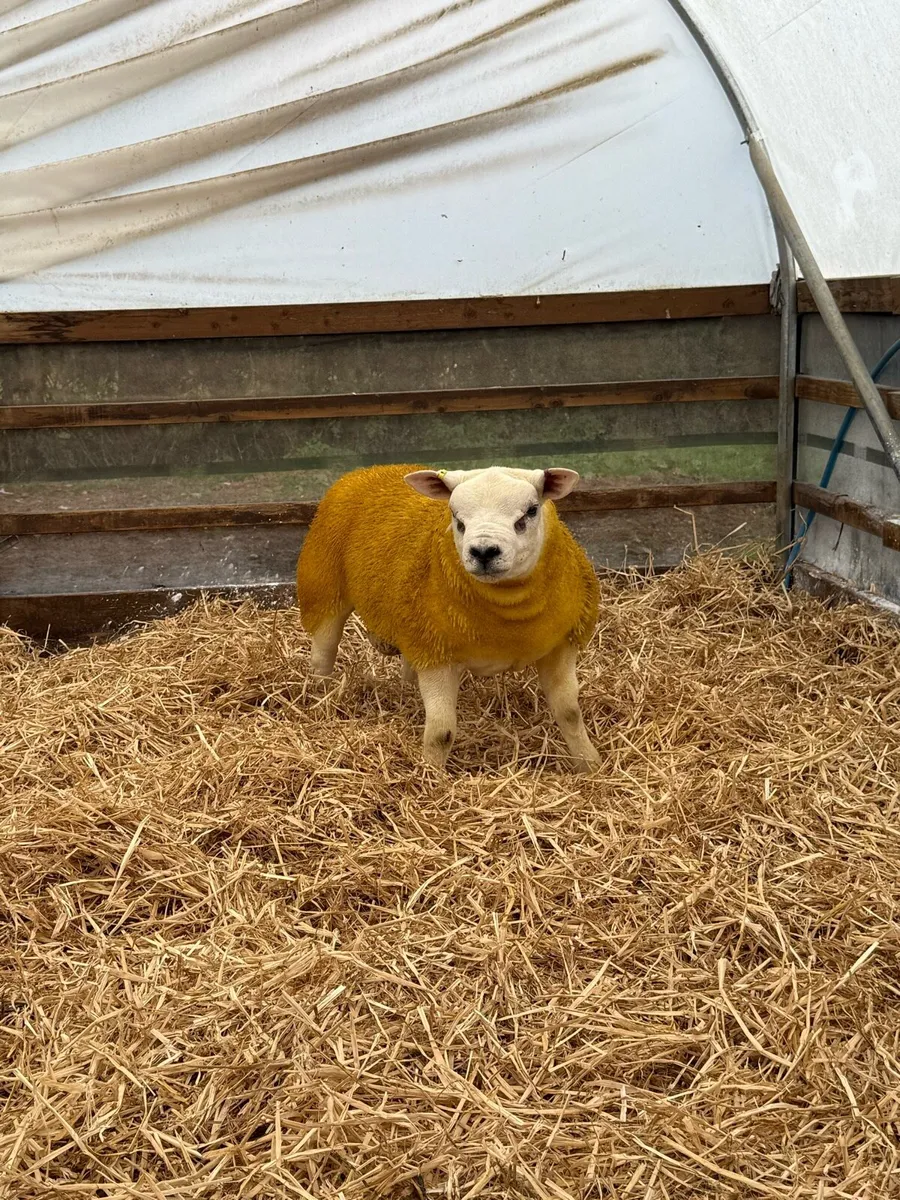 Pedigree Texel ram lambs - Image 1