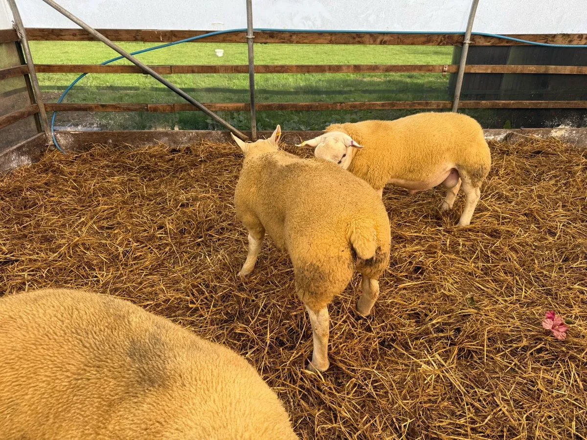 Pedigree Texel ram lambs - Image 2