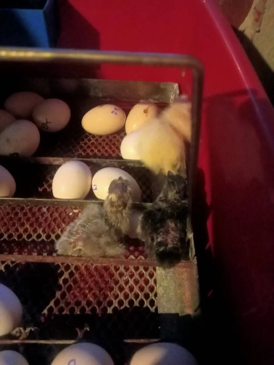 3 day old chicks - Image 1