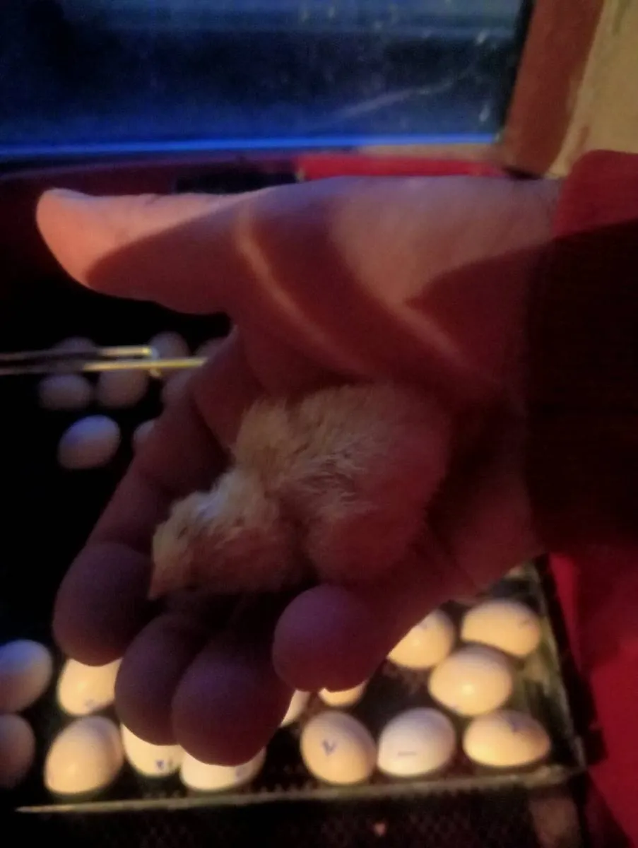 3 day old chicks - Image 2