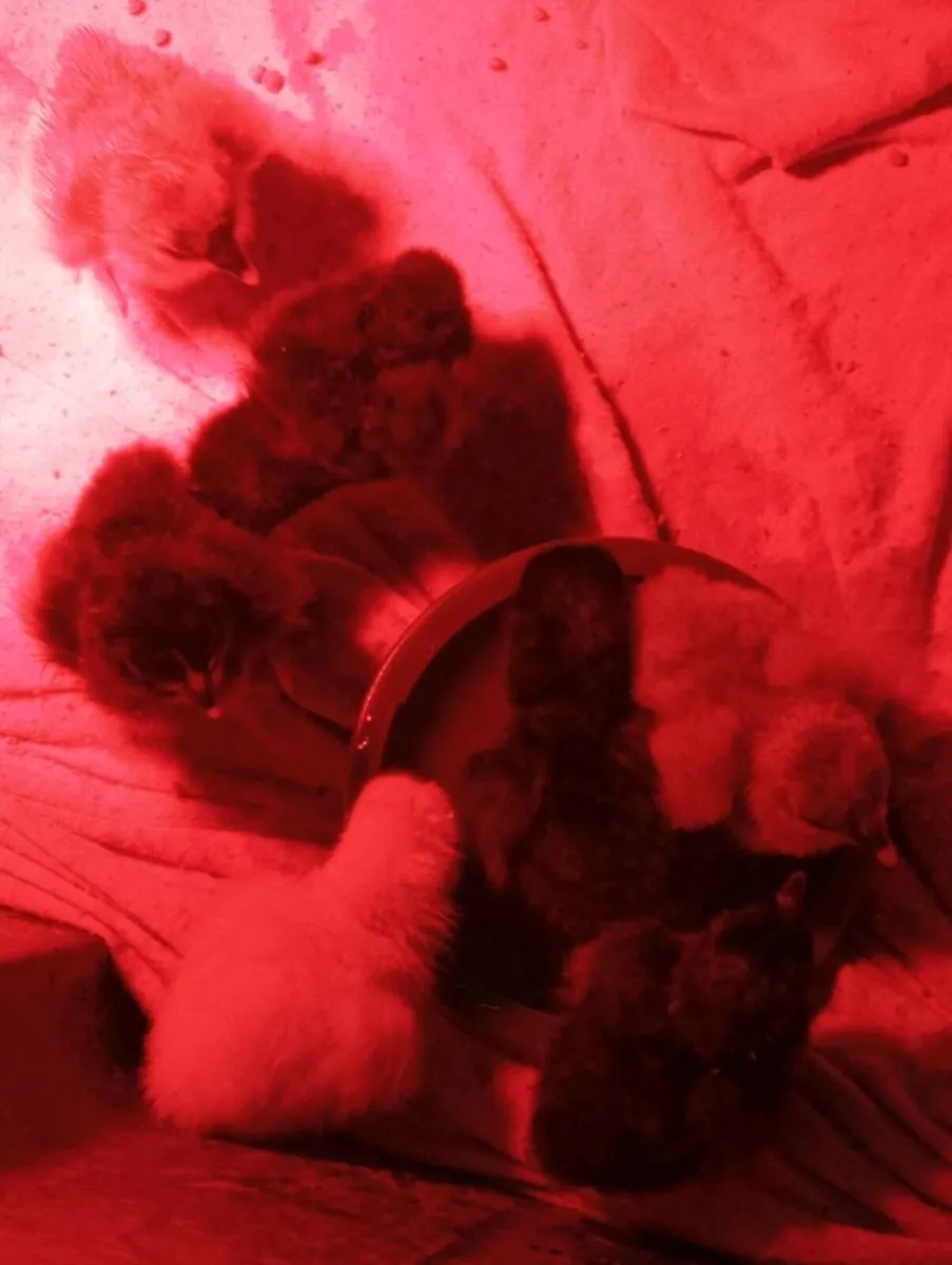 3 day old chicks - Image 3