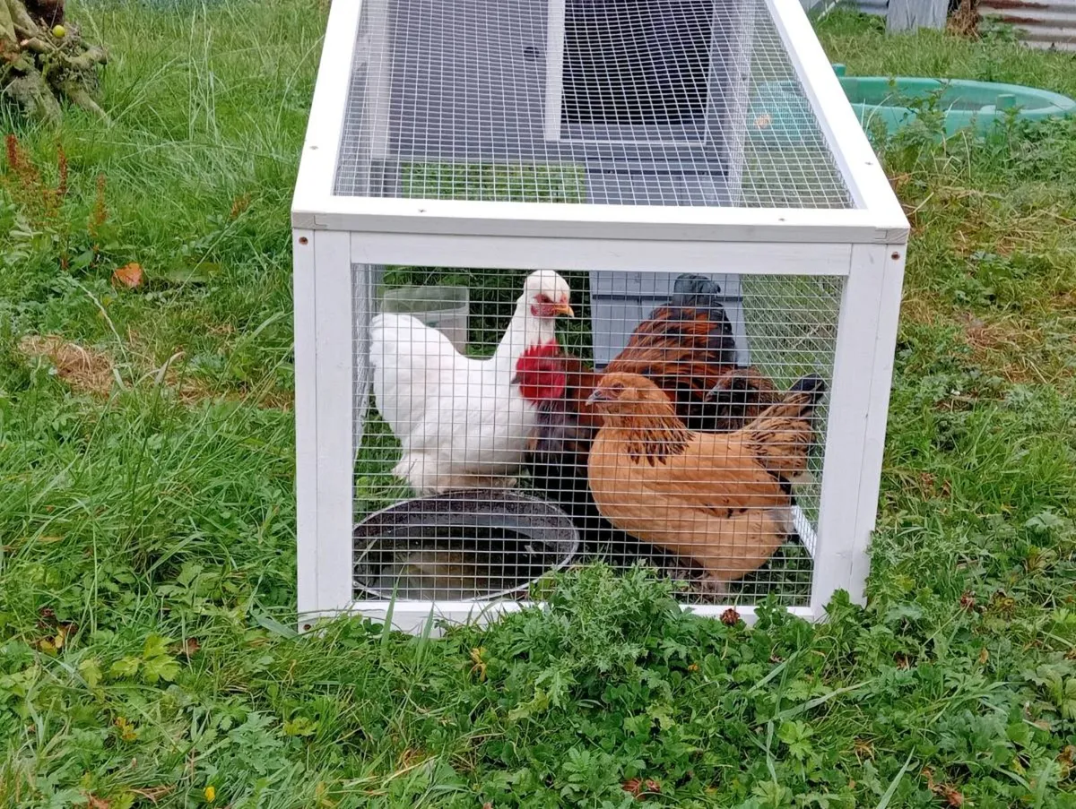 3 day old chicks - Image 4