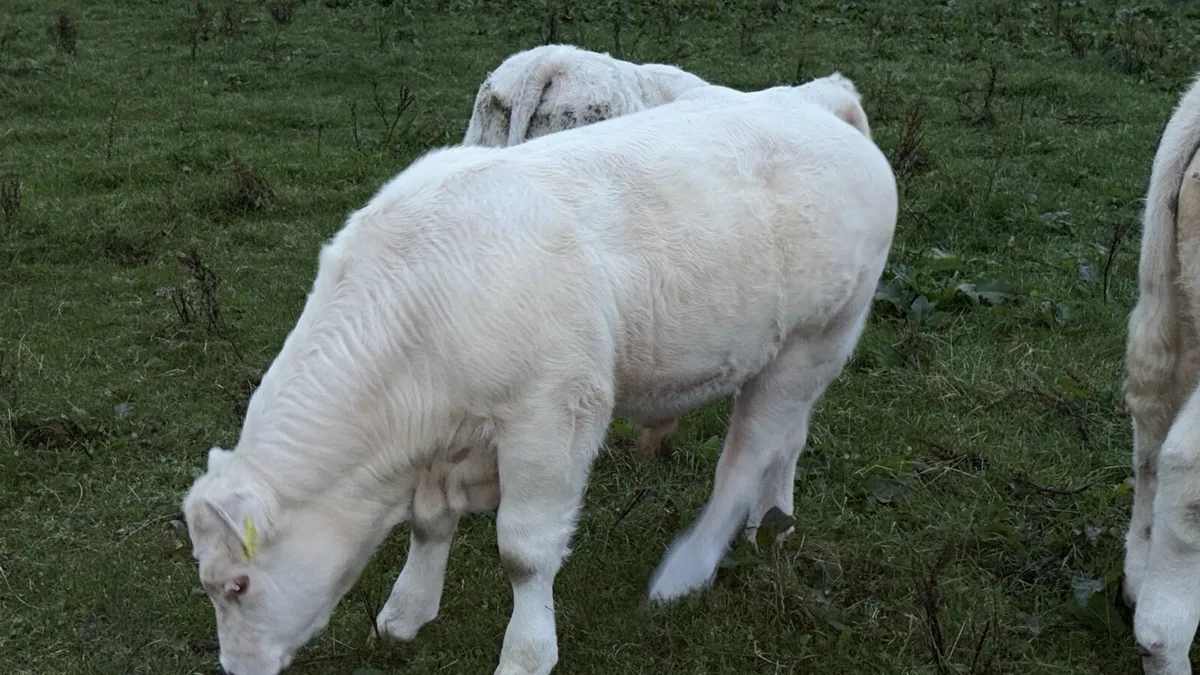 Purebred Charolais - Image 3