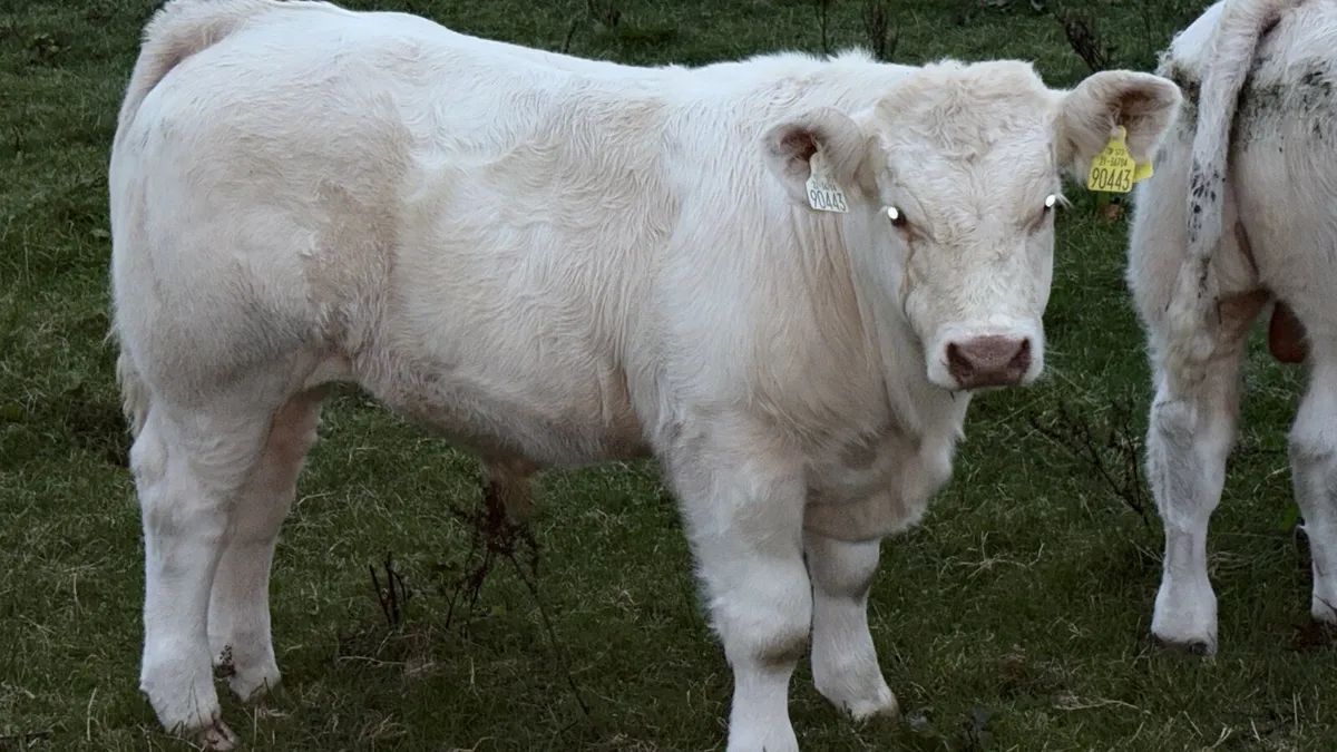 Purebred Charolais - Image 4