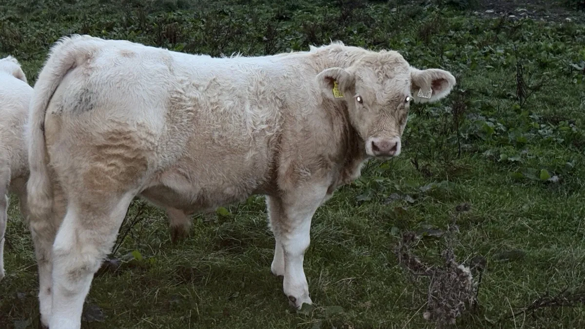 Purebred Charolais - Image 1