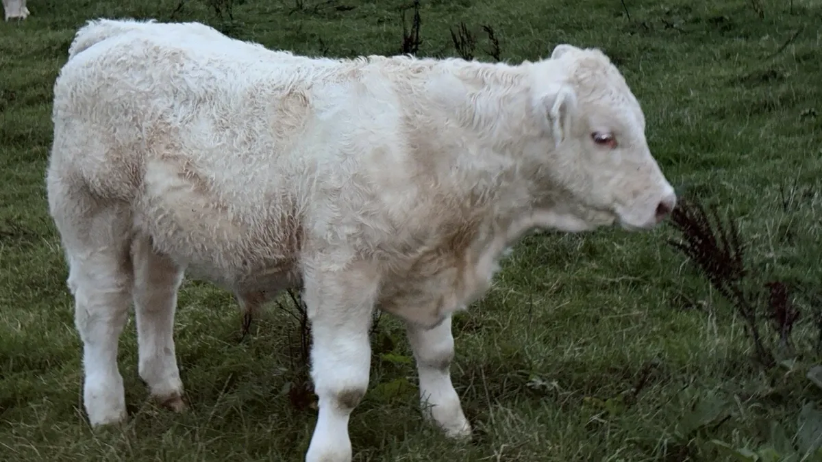 Purebred Charolais - Image 2