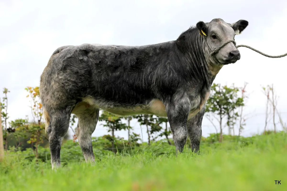Tateetra & Rathmore Farm Weanling Heifers - Image 1