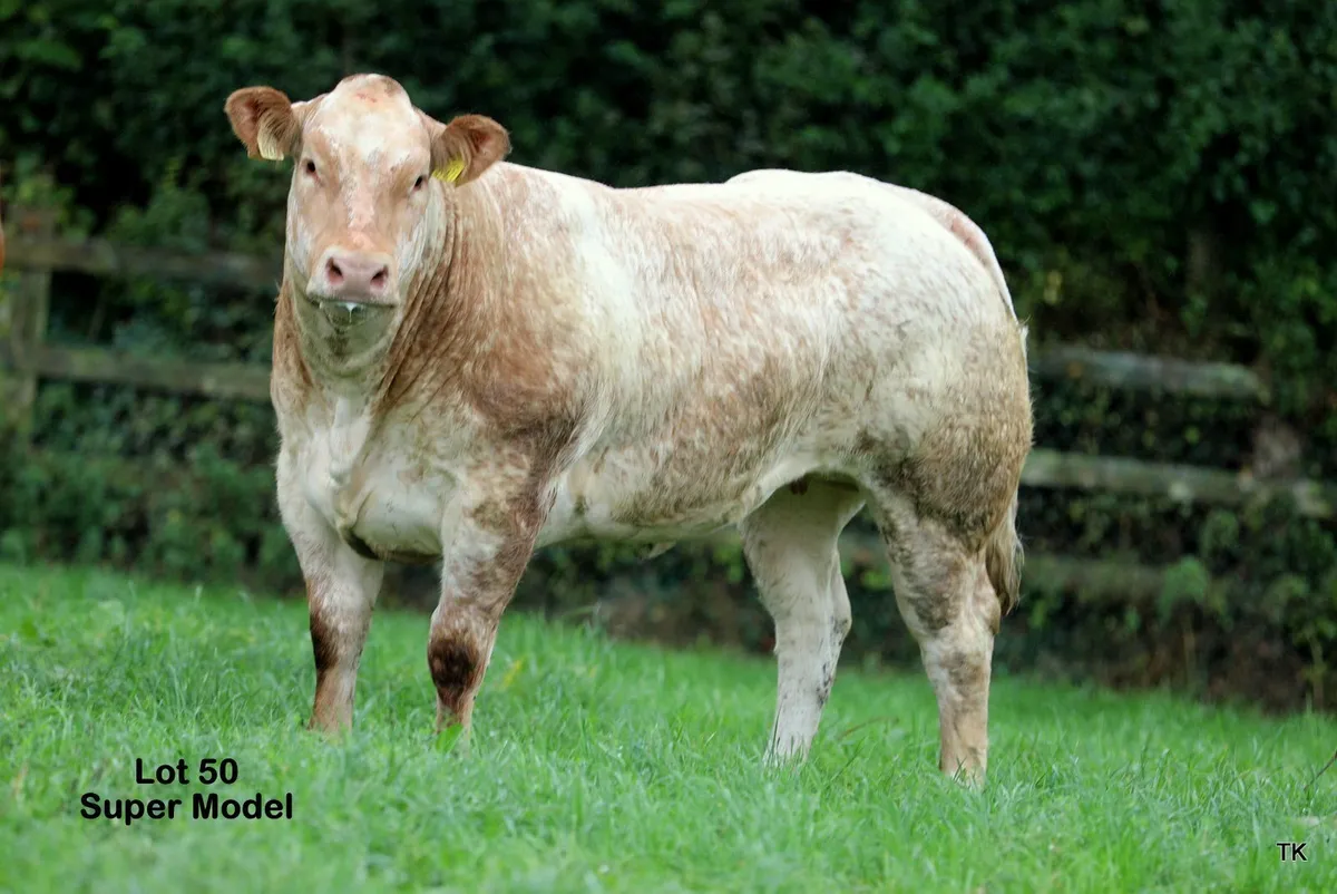 Tateetra & Rathmore Farm Weanling Heifers - Image 2