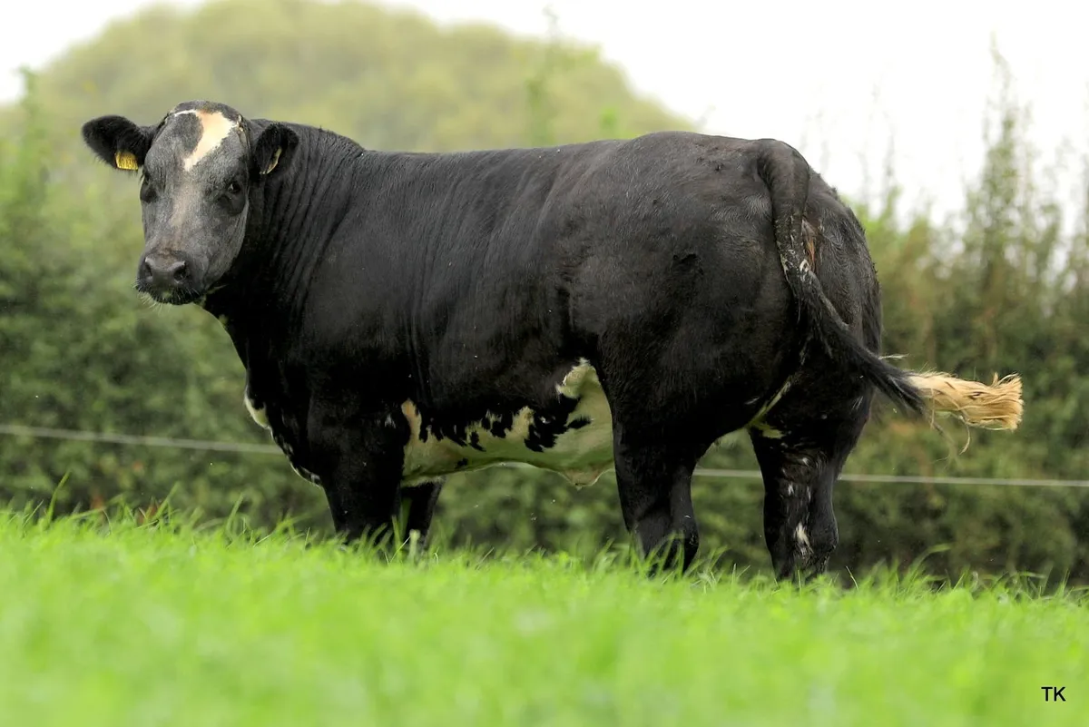 Tateetra & Rathmore Farm Weanling Heifers - Image 3
