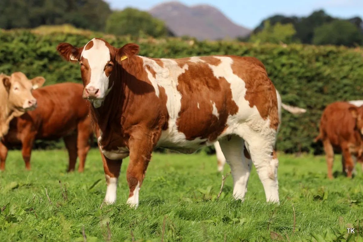 Tateetra & Rathmore Farm Weanling Heifers - Image 4