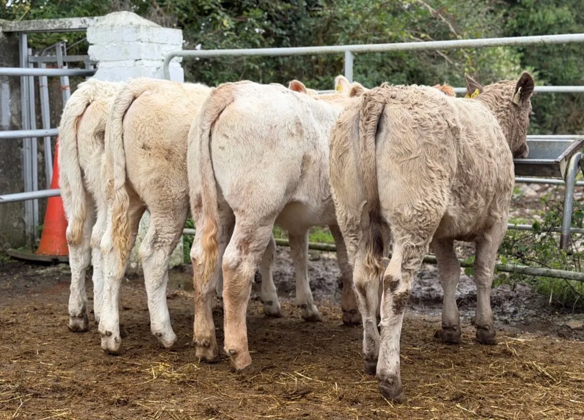 ⭐️4 Super Charlois heifer weanlings⭐️ - Image 3