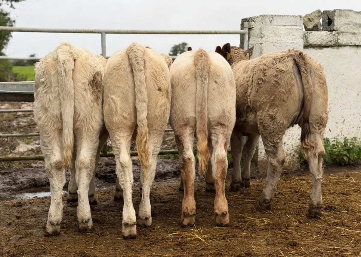 ⭐️4 Super Charlois heifer weanlings⭐️ - Image 4