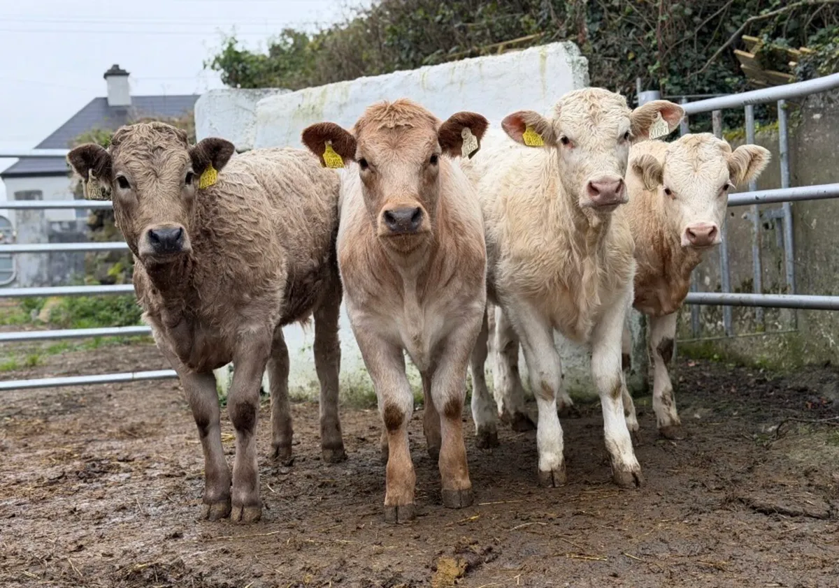 ⭐️4 Super Charlois heifer weanlings⭐️ - Image 2