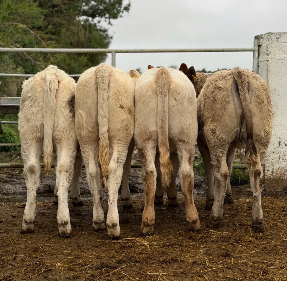 ⭐️4 Super Charlois heifer weanlings⭐️ - Image 1