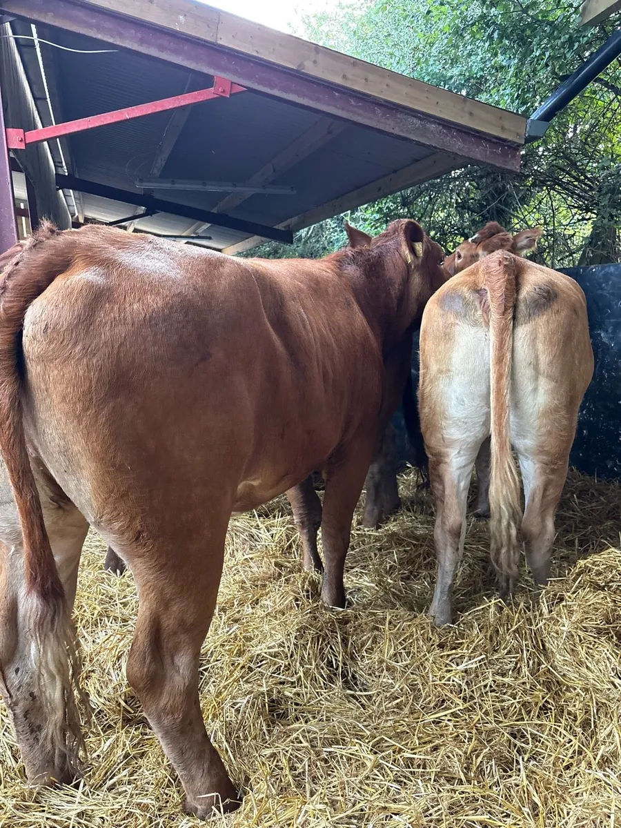 3 super suckler bred breeding heifers 🔥🔥🔥 - Image 1