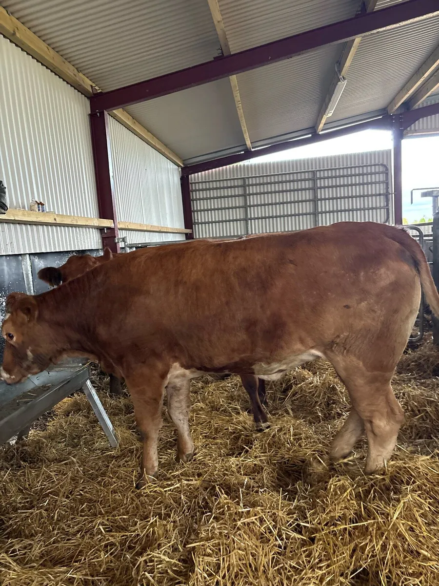 3 super suckler bred breeding heifers 🔥🔥🔥 - Image 2