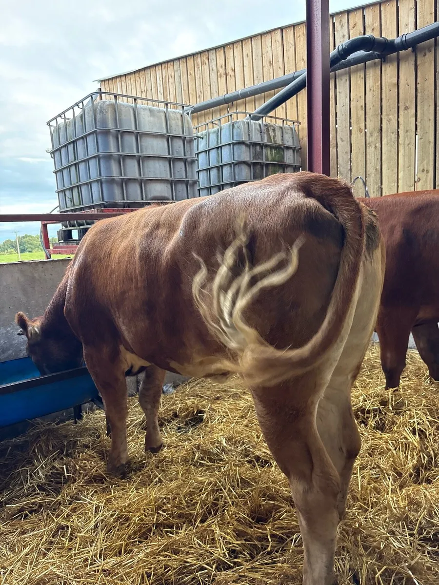 3 super suckler bred breeding heifers 🔥🔥🔥 - Image 3