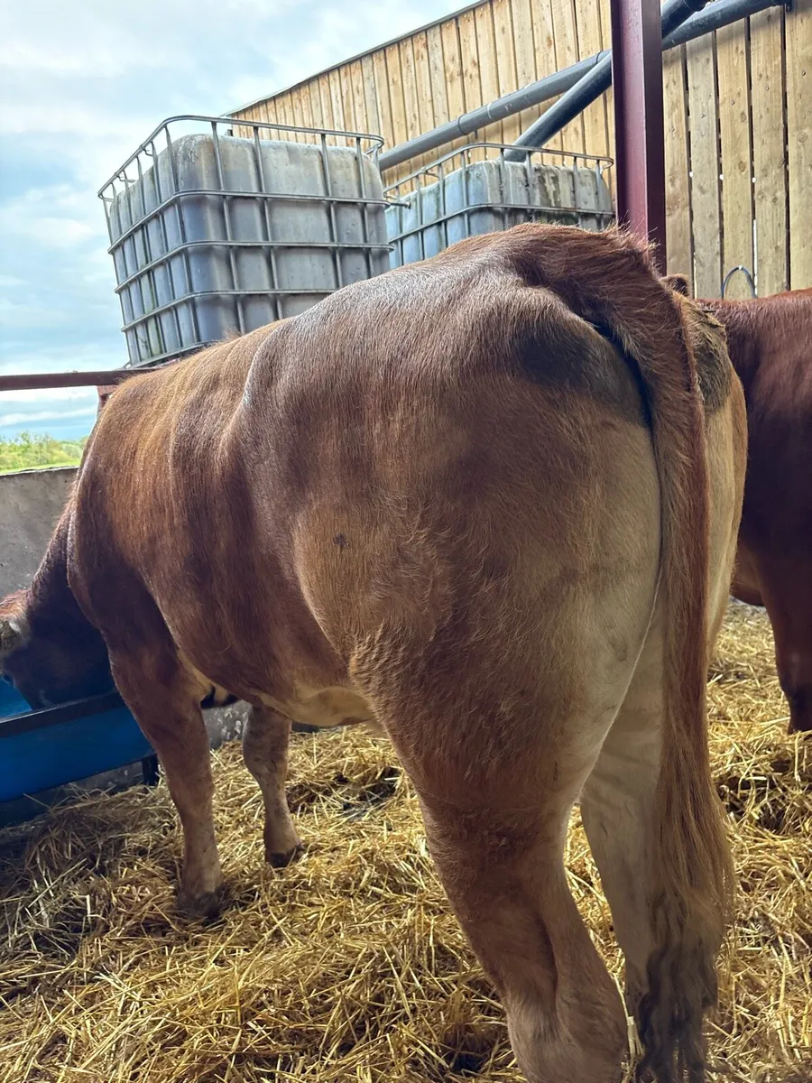 3 super suckler bred breeding heifers 🔥🔥🔥 - Image 4