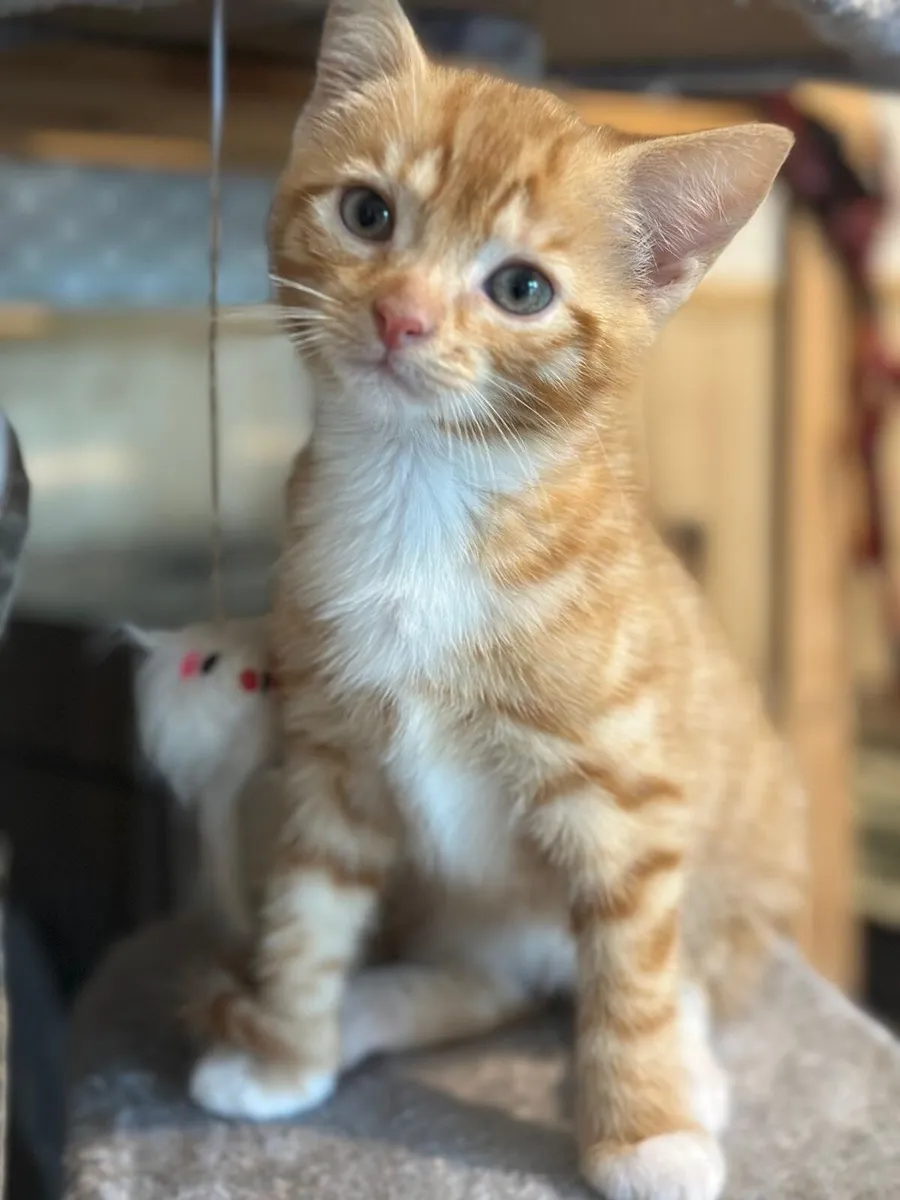 Ginger Kittens - Image 2