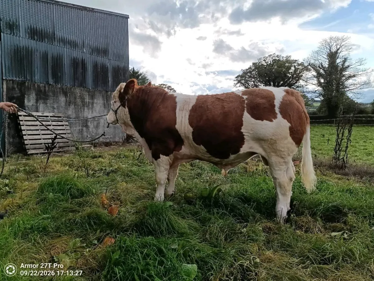 Simmental Bull - Image 1