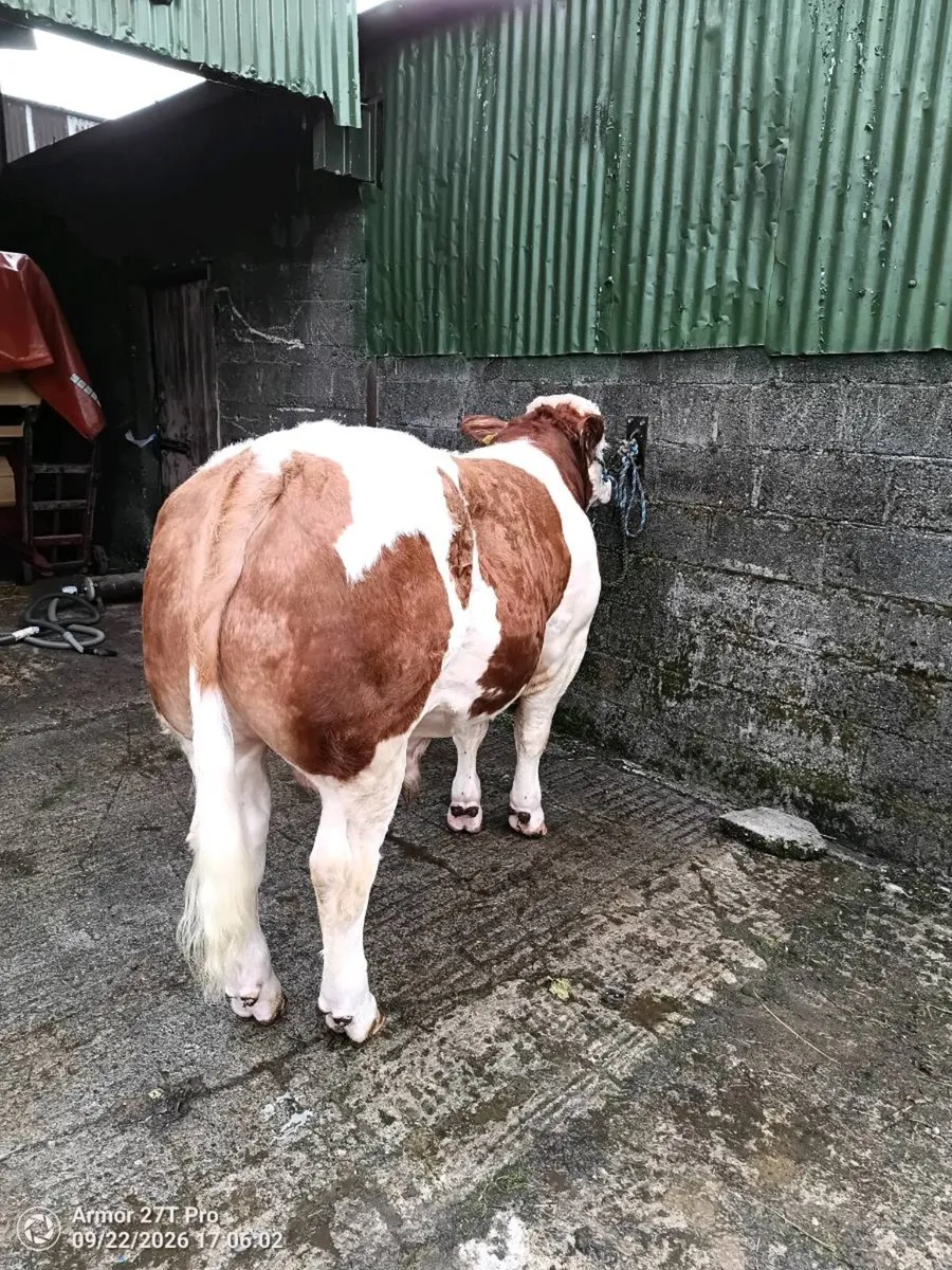 Simmental Bull - Image 2