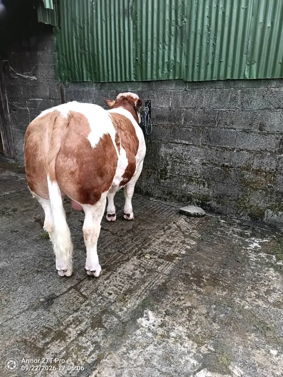 Simmental Bull - Image 3