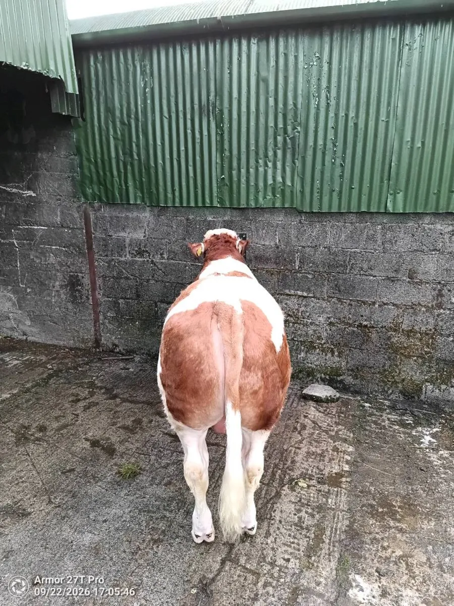 Simmental Bull - Image 4