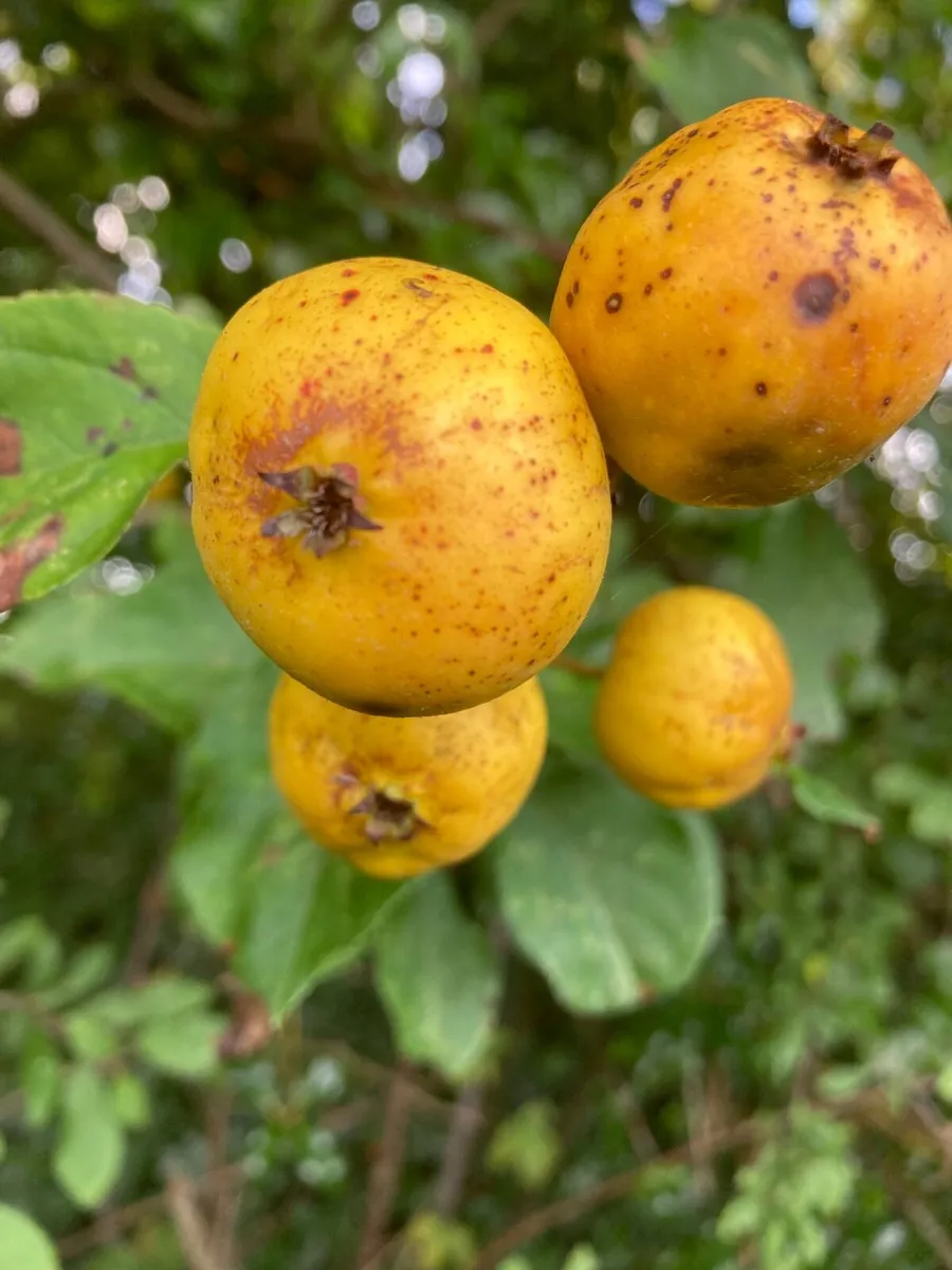 Freshly Pressed Apple Juice, organic apples - Image 1
