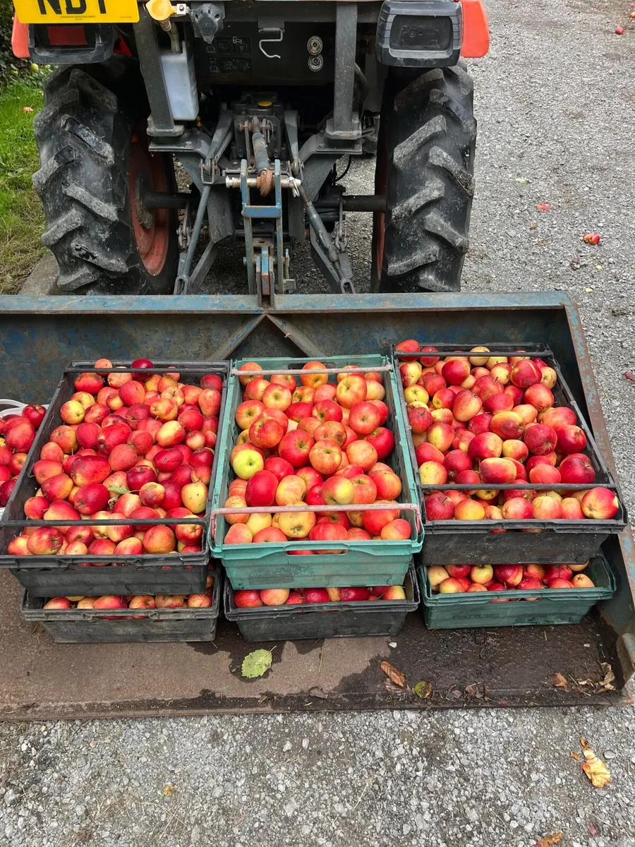 Freshly Pressed Apple Juice, organic apples - Image 3